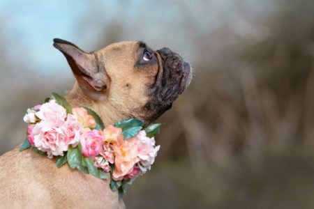 Dog with Flower Collar