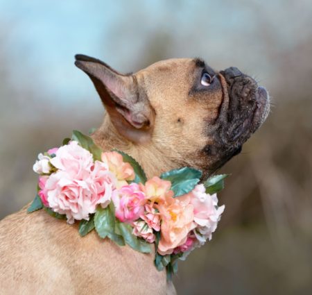 Dog with Flower Collar