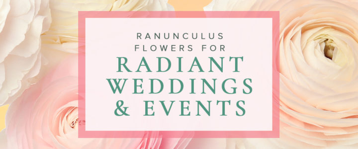 Why Ranunculus Are Great Wedding Flowers Elegant-RadiantRanunculus-blog
