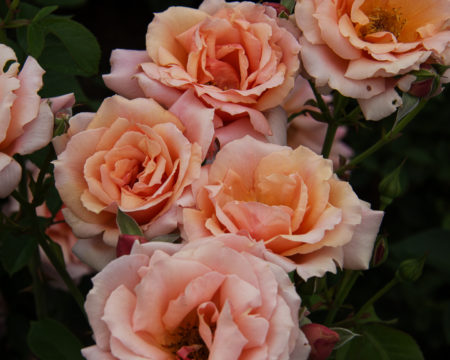 Pink and peach roses inspired by the Victorian Era.