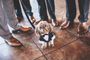 Small dog standing with groomsmen