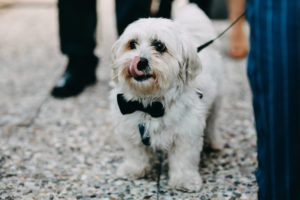 Little white dog wearing bow tie walking down aisle