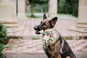 german shepherd holding bridal bouquet